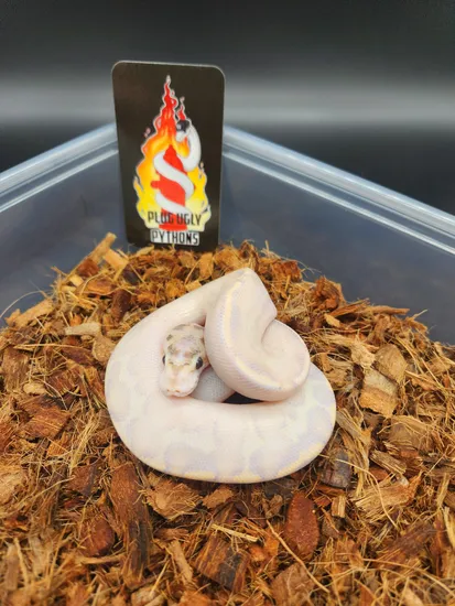 Leopard Ivory 66% Het Pied Ball Python by Plug Ugly Pythons