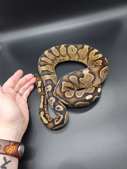 Chocolate Yellow Belly Calico Ball Python by Plug Ugly Pythons