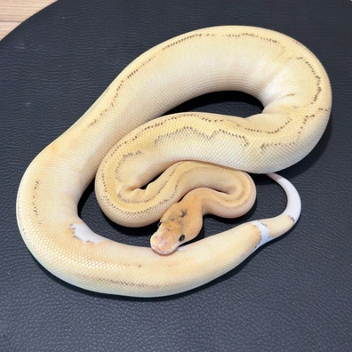 Orange Dream Fire Champagne Het Clown