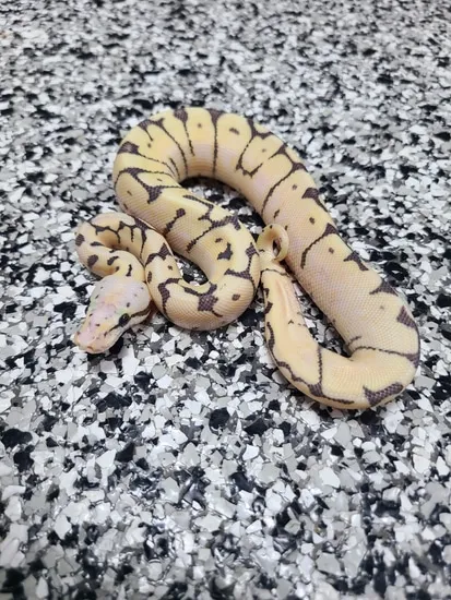 Spider Mutation Royal Python Super Pastel Spider DG Poss OD Poss YB Ball Python by Mutation Creation