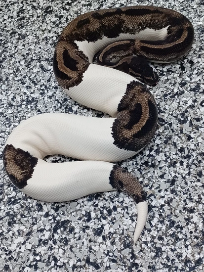 Lightning Pied Ball Python by Mutation Creation