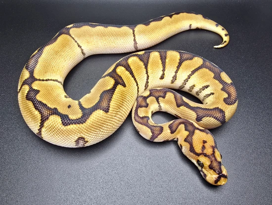 Clown Spider Ball Python by Upscale Constrictors