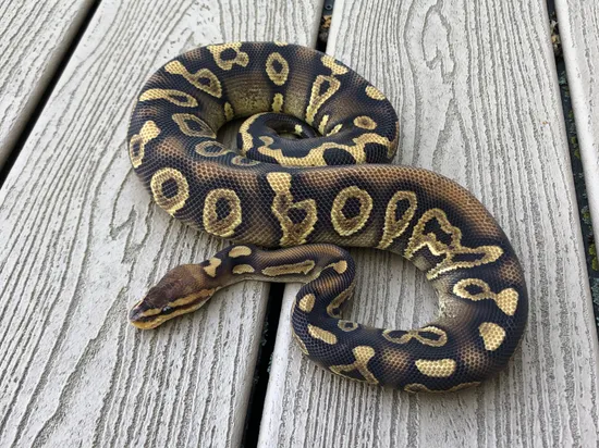 Wookie Raven Vanilla Het Clown Breeder Ball Python by Morphologix LLC