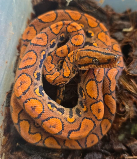 High Red BRB Brazilian Rainbow Boa by MyRainbowBalls