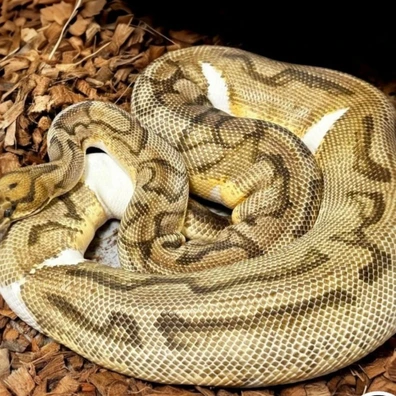 Super Orange Dream Clown Pied Ball Python - female for sale from MyRegiusBalls