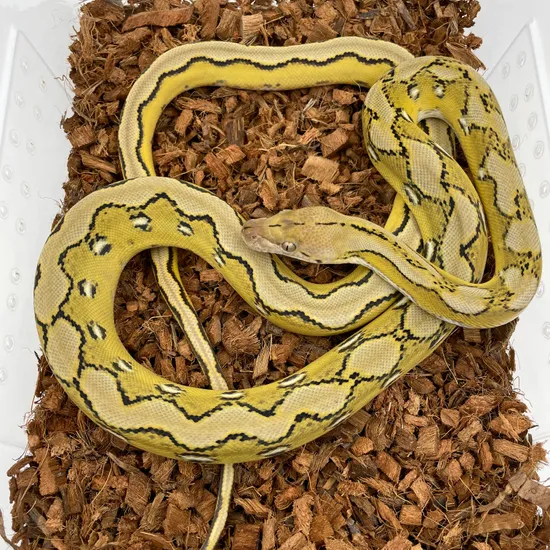 Super Dwarf Platinum Sunfire 100% Het Albino (Purple Phase) Reticulated ...