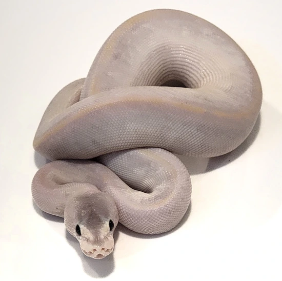 Phantom Mojave Champagne (Pos YB) Ball Python by SSVReptiles