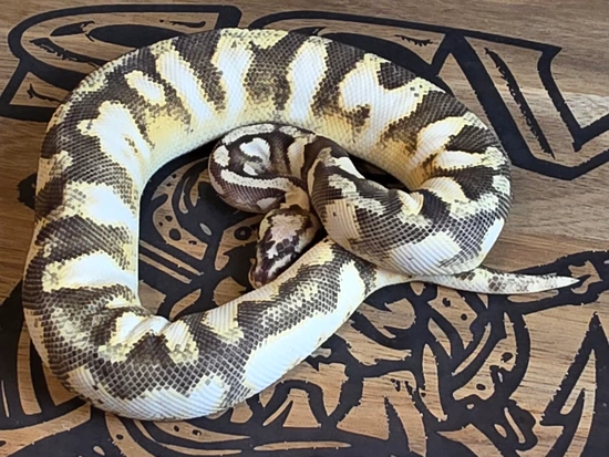 Super Calico Python Super Pastel, Enchi, Calico, Cinnamon, Desert Ghost, Het Hypo Ball ...
