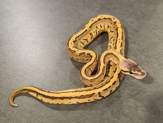 2025 Jigsaw Leopard Ball Python by DnR Reptiles