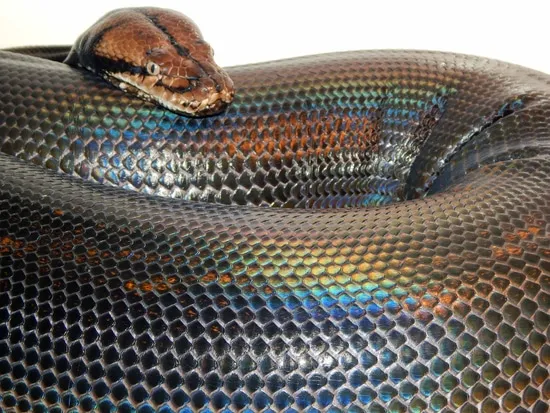 Goldenchild Het OGS Reticulated Python by Mystic Reptiles, LLC