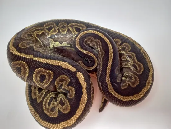 Onyx Ball Python by Mythical Exotics