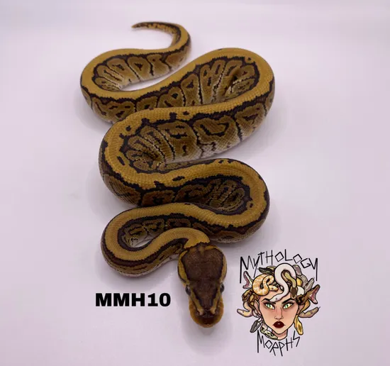 Pinstripe Phantom 50% Poss Het Clown Ball Python by Mythology Morphs