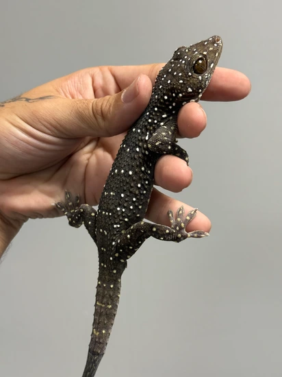 Starry Night Tokay Gecko by The Lizard Wizard