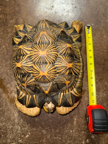 Adult Radiated Tortoise FL by The Lizard Wizard