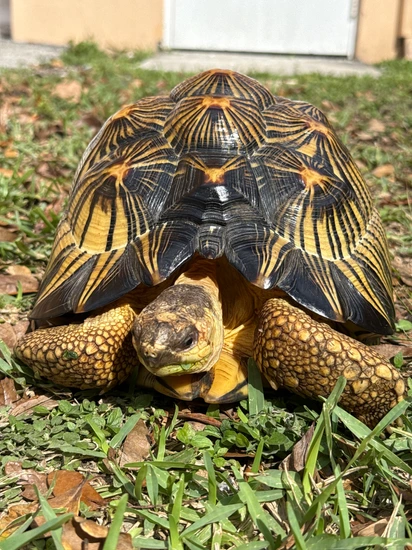High Contrast Radiated Tortoise FL Adult Male by The Lizard Wizard