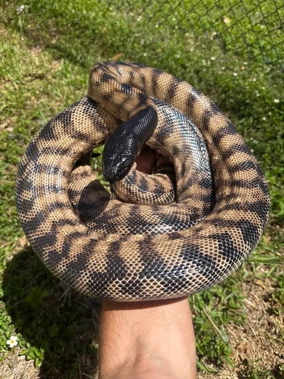 7 Foot Female Black Headed Python Black-Headed Python by The Lizard Wizard