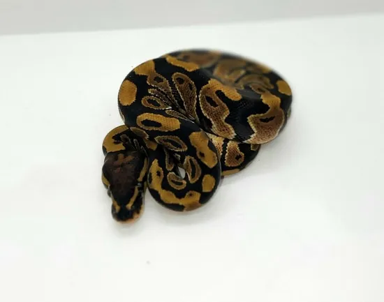 100% Het Hypo Ball Python by Born Again Exotics