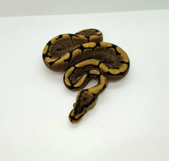 Spider 100% Het Hypo Ball Python by Born Again Exotics