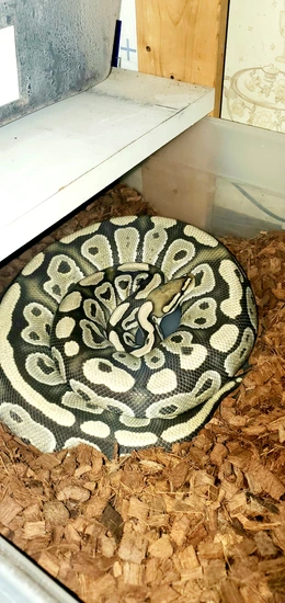 Tess Ball Python by Born Again Exotics