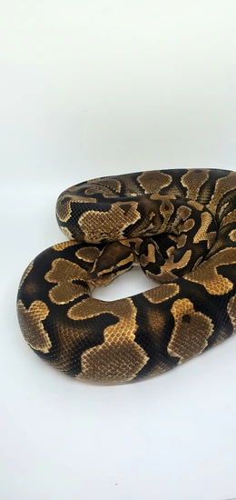 Luke Cage Ball Python by Born Again Exotics