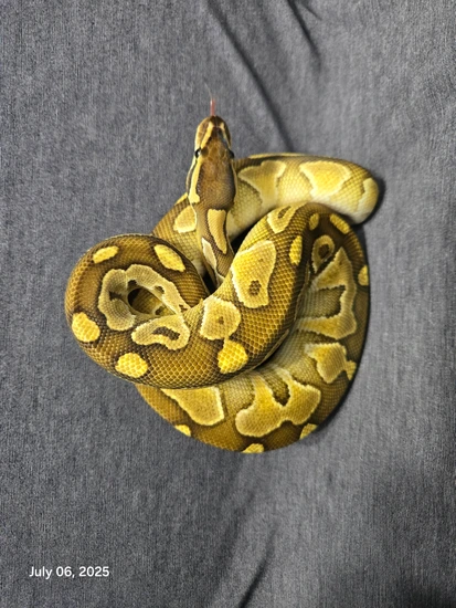 Butter, Het Hypo Ball Python by Royal Addiction