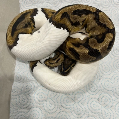 Pied Ball Python - female for sale from Eternal pythons and boas