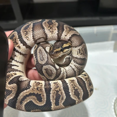 Super Ghi Het Clown Ball Python - female for sale from Eternal pythons and boas