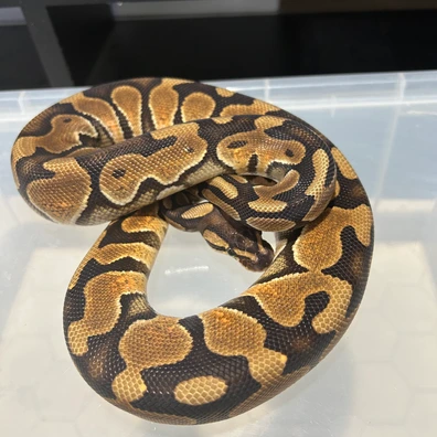 Cinnamon Enchi Het Clown Ball Python - female for sale from Eternal pythons and boas