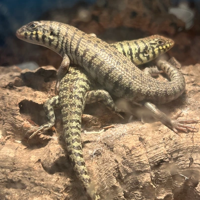 400+ Skinks For Sale | MorphMarket