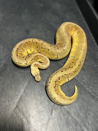 Group Of Three 1.2 Ball Python by Blue moon exotics