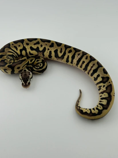 Inferno 66% Het Tsk Ball Python by Blue moon exotics