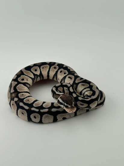 Pastel Tsk Axanthic Ball Python by Blue moon exotics