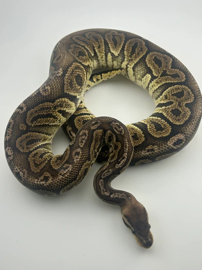 Chocalate Black Pastel Pastel Het Hypo Ball Python by Blue moon exotics