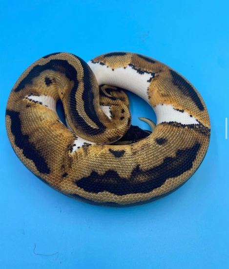 Native Ball Python Pied Ball Python by Native Reptiles
