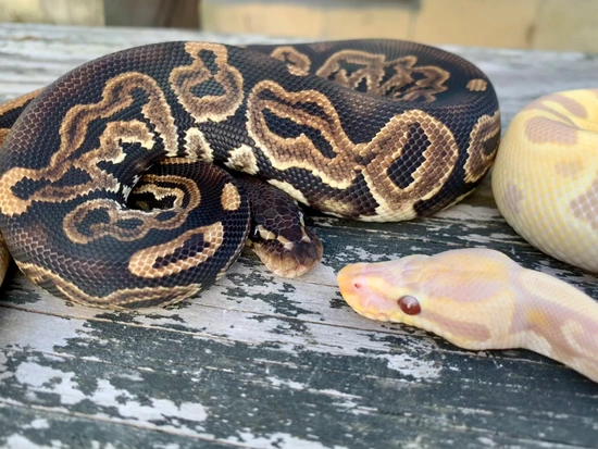 Candy Pied Project Pair Ball Python by Painted Lady Balls