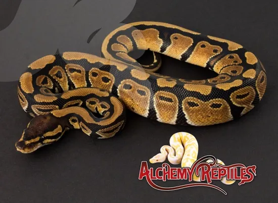 2019 Het Daddy Male #1 Ball Python by Alchemy Reptiles and Exotics