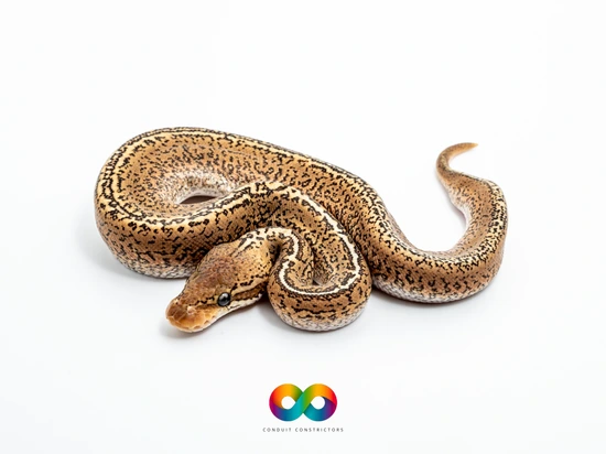Baker Special Spotnose Monsoon Het DG Ball Python by Conduit Constrictors