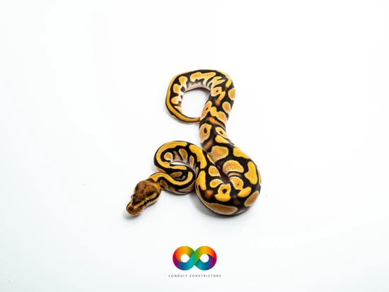 *no reserve* fire orange dream clown ball python by... Super Orange Dream Fire Het Clown Ball Python by Conduit Constrictors