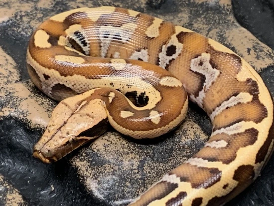 Blood Python by Carolina Reptiles
