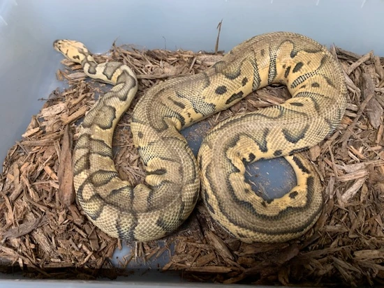 killer clown ball python animal facts - python regius... Killer Clown Ball Python by Carolina Reptiles