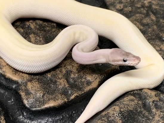 Blue Eyed Leucistic Het Albino Ball Python by Carolina Reptiles