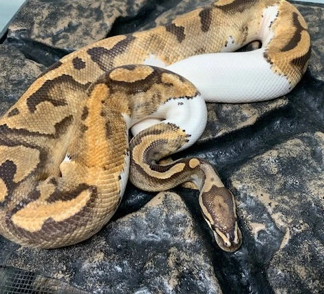 Pied Het Caramel Albino Ball Python by Carolina Reptiles