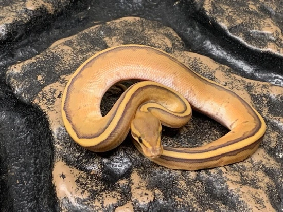 Ghost Genetic Stripe Ball Python by Carolina Reptiles