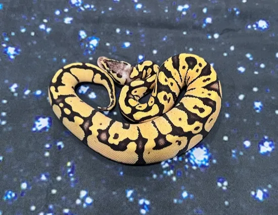 Firefly Pos Het Ghost Pos Het Clown Ball Python by Nebula Exotics