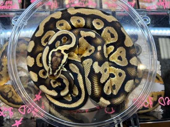 Pastel Joppa Ball Python by Nebula Exotics
