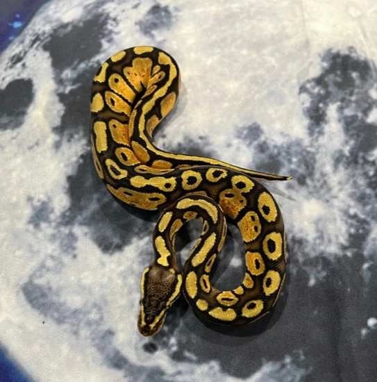 Pastel Redstripe YB Ball Python by Nebula Exotics