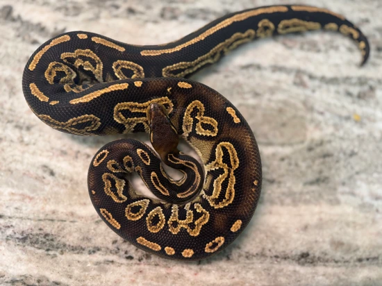 Blackhead, Black Pastel, Possible Red Gene Ball Python by Nebula Exotics