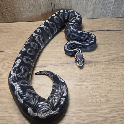 Snowwhite Ball Python - female for sale from Neon Snakes