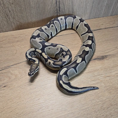 TH Candy Pied Clown Ball Python - female for sale from Neon Snakes