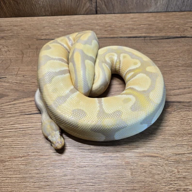 Candy Het Clown Het Pied Ball Python - female for sale from Neon Snakes